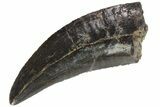 Serrated, Tyrannosaur (Nanotyrannus) Tooth - South Dakota #113307-1